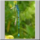 Coenagrion puella - Hufeisen-Azurjungfer m07.jpg